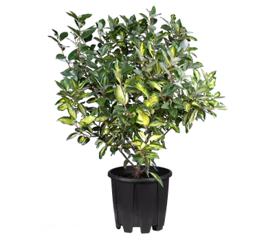 Elaeagnus ebbingei (x) 'Limelight'