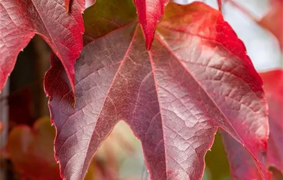 Parthenocissus tricuspidata 'Veitchii Boskoop'
