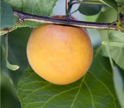 Prunus (Mirabelle) 'Bellamira'