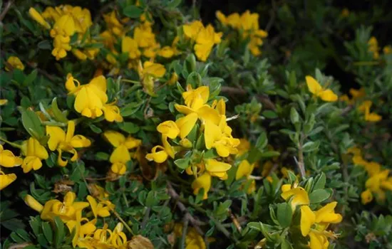 Genista pilosa 'Vancouver Gold'