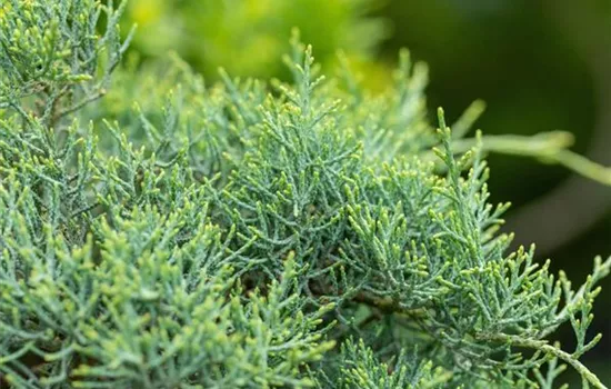 Juniperus media (x) 'Pfitzeriana Glauca'