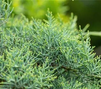 Juniperus media (x) 'Pfitzeriana Glauca'