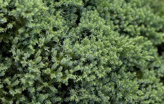 Juniperus procumbens 'Nana'