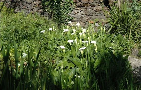 Calla palustris