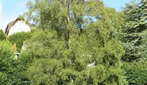 Eschenahorn