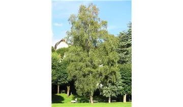 Eschenahorn