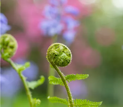 Dryopteris filix-mas