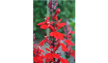 Staudenlobelie