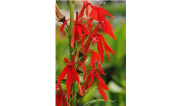Staudenlobelie