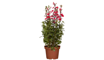 Staudenlobelie