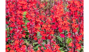 Staudenlobelie