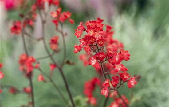 Heuchera sanguinea 'Splendens'