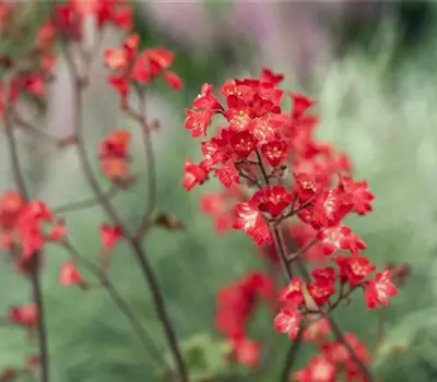 Heuchera sanguinea 'Splendens'