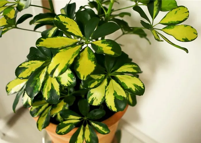 Strahlenaralie - Umtopfen