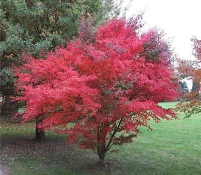 Acer palmatum 'Atropurpureum'