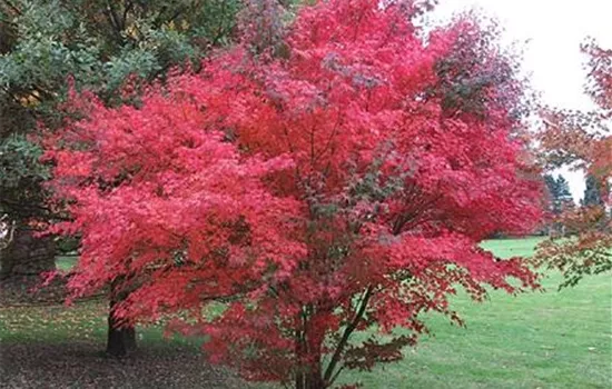 Acer palmatum 'Atropurpureum'