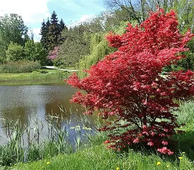 Acer palmatum 'Bloodgood'