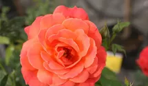 Spende Rose 'Hoffnung'