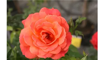 Spende Rose 'Hoffnung'