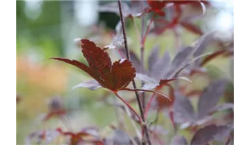 Japan. Ahorn, Fächerahorn