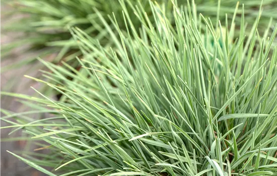 Koeleria glauca
