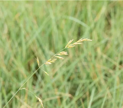 Helictotrichon sempervirens