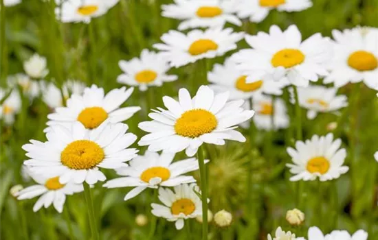 Leucanthemum (Superbum-Gruppe) 'Nanum'