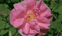 Syn. 'Kazanlik' / 'Bulgarische Ölrose'