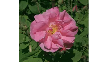 Syn. 'Kazanlik' / 'Bulgarische Ölrose'