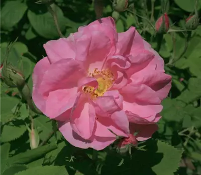 Rosa (Damascena) 'Trigintipetala'