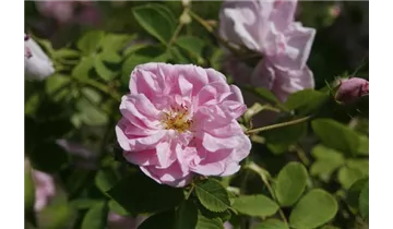Syn. 'Kazanlik' / 'Bulgarische Ölrose'