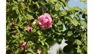 Syn. 'Kazanlik' / 'Bulgarische Ölrose'