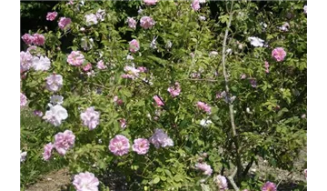 Syn. 'Kazanlik' / 'Bulgarische Ölrose'