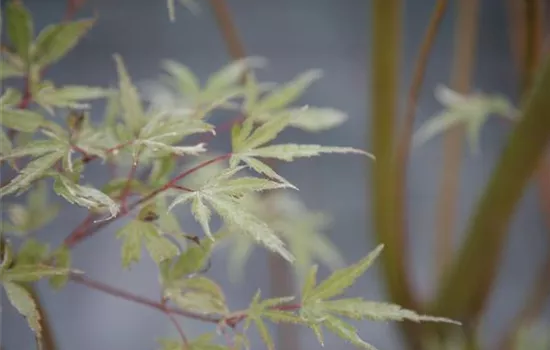 Acer palmatum 'Butterfly'
