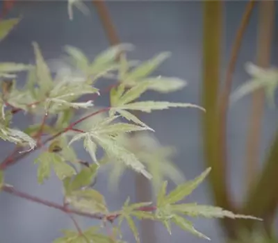 Acer palmatum 'Butterfly'