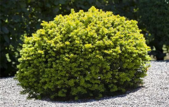 Taxus baccata kugelförmig
