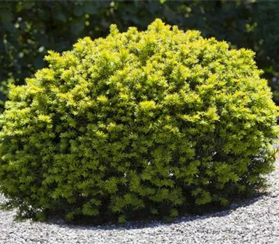 Taxus baccata kugelförmig