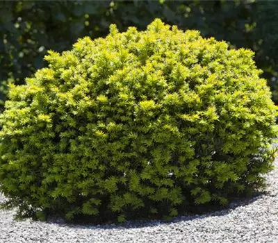 Taxus baccata kugelförmig