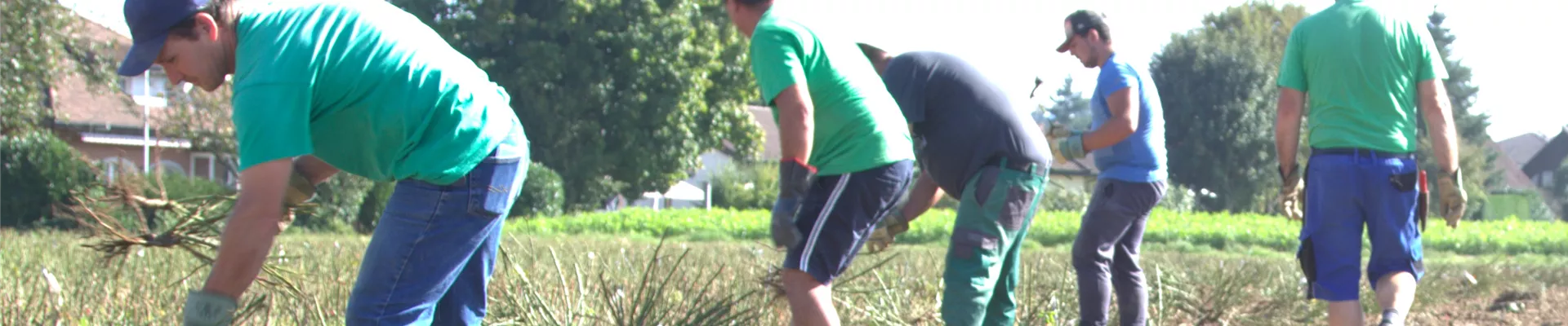 Rosenernte 2023 Rotacker (36)-001