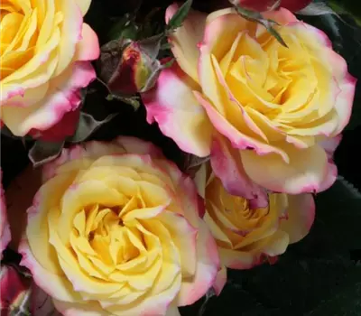 Rosa (Miniaturrose) 'Tropical Clementine'