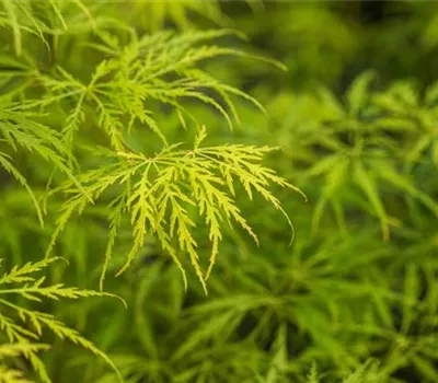 Acer palmatum 'Dissectum'