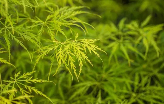 Acer palmatum 'Dissectum'