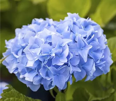 Hydrangea macrophylla Kugel, blau