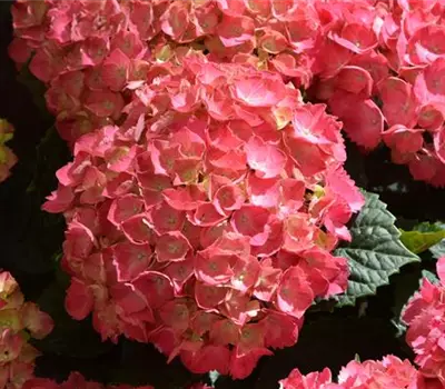Hydrangea macrophylla Kugel, rot