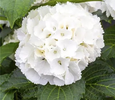 Hydrangea macrophylla Kugel, weiss