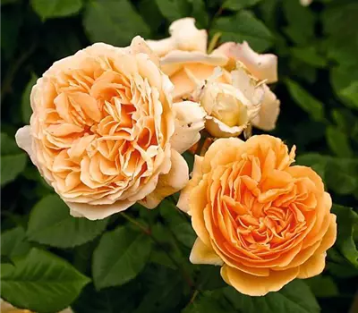 Rosa (Englische Rose) 'Crown Princess Margareta'®