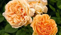 Syn. 'AUSwinter'