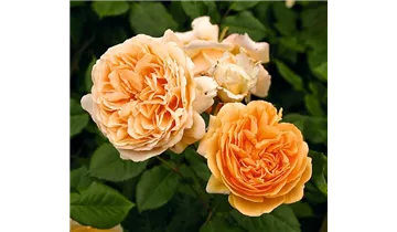Syn. 'AUSwinter'