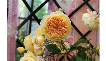 Syn. 'AUSwinter'