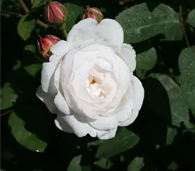 Rosa (Englische Rose) 'Winchester Cathedral'